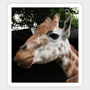 Giraffe Sticker